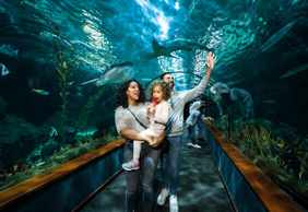 Loro Parque: Entry Ticket