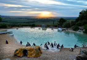 ZSL Whipsnade Zoo: Entry Ticket