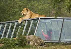 Safari Thoiry: Entry Ticket