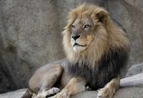Zoo Atlanta: Entry Ticket