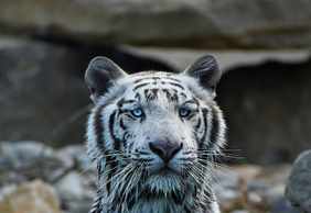 Barben Animal Park: Entry Ticket