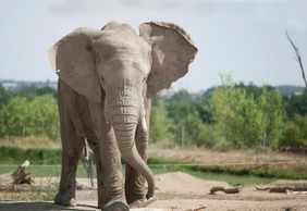 Safari de Peaugres: Entry Ticket