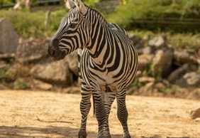 Colchester Zoo: Entry Ticket
