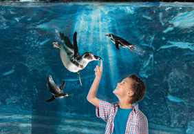 Aquarium of Cattolica: Fast Track Ticket