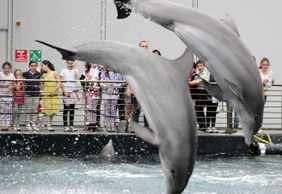 Aquarium of Genoa: Entry Ticket + Lunch