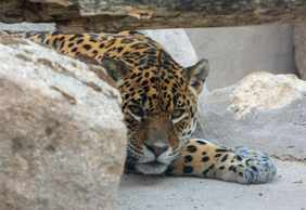 Zoo Koki: Entry Ticket