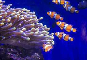 Barcelona Aquarium: Flexi-Ticket