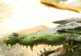 La Ferme aux Crocodiles: Entry Ticket