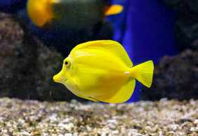Oniria Aquarium: Entry Ticket