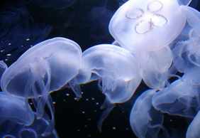 Aquarium of the Bay: Entry Ticket