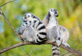Woodland Park Zoo: Skip The Line Ticket