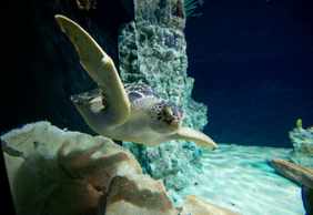Acquario di Livorno: Entry Ticket