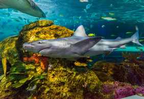 Ripley's Aquarium of Canada: Entry Ticket