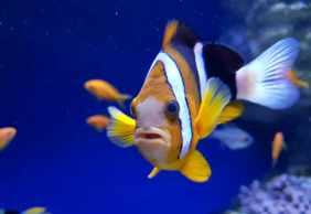 Aquarium of Naples: Entry Ticket