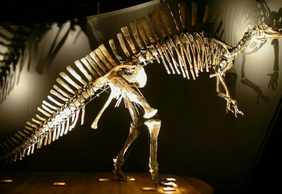 Natural History Museum (Museo di Storia Naturale): Entry ticket