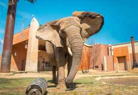 Toledo Zoo & Aquarium: Entry Ticket