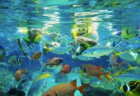Adventure Cove Waterpark™: Entry Ticket