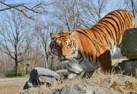 Pombia Safari Park: Entry Ticket