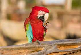 Parrot World: Day Ticket