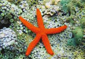 Aquarium of Cattolica: Entry Ticket + Lunch