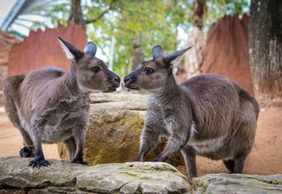 WILD LIFE Sydney Zoo: Entry Ticket