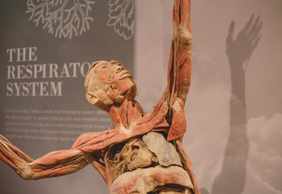 REAL Bodies at Horseshoe Las Vegas: Entry Ticket