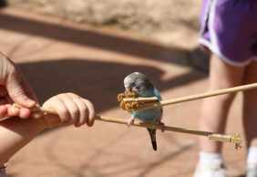 Peoria Zoo: Entry Ticket