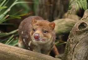 Bonorong Wildlife Sanctuary: Entry Ticket
