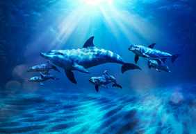 Aquaventure: Entry Ticket + Atlas Village Dolphin Swim