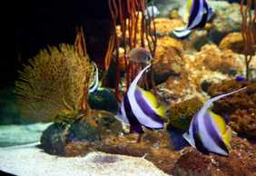 Underwater World Pattaya: Entry Ticket