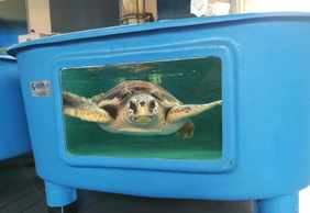 Turtle Point: Entry Ticket