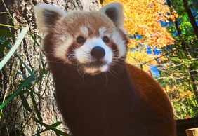 Oglebay Good Zoo: Entry Ticket