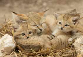 Lumigny Safari Reserve & Terre de Singes: Entry Ticket