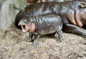 Khao Kheow Open Zoo: Entry Ticket