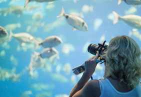 Palma Aquarium: Entry Ticket + Transfer from North
