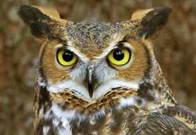 World of Birds Wildlife Sanctuary & Monkey Park: Entry Ticket
