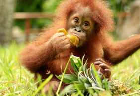 Lombok Wildlife Park: Entry Ticket