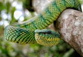 Bali Reptile Park: Entry Ticket
