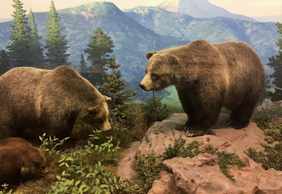 Denver: Museum of Nature and Science Self-Guided Audio Tour (Without a Ticket)