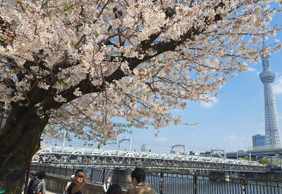 Tokyo: Self-Guided Audio Tour Through Tradition and Trend