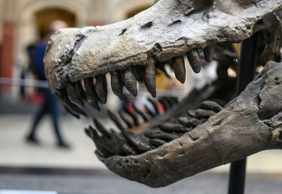 Musée d'histoire naturelle de Berlin - Billet d'entrée et visite audio In-App : Dinosaures, Terre et Espace
