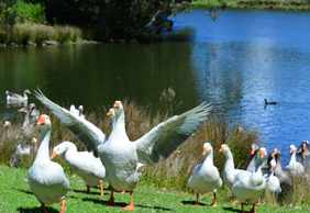Sydney: Self-Guided Audio Walk through Centennial Parklands