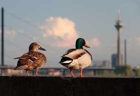 The Best of Düsseldorf: Explore All Must-See Sights!