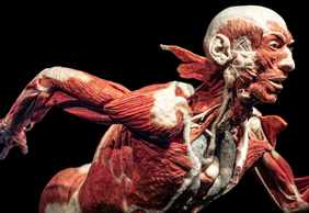 Berlin: BODY WORLDS Ticket