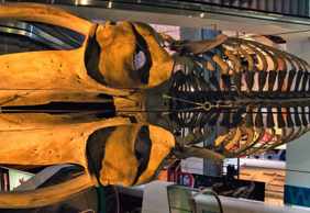 Denver: Museum of Nature & Science Ticket