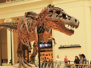 Chicago: Field Museum Ticket & Audio Tour