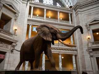 Washington D.C.: Smithsonian National Museum of Natural History Audio Tour