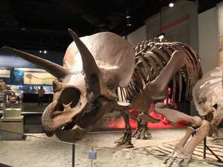Chicago: Field Museum of Natural History Audio Tour