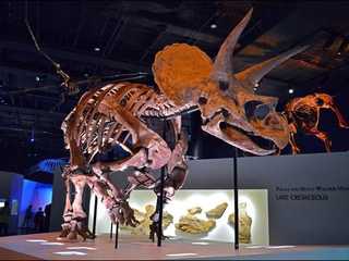 Houston: Museum of Natural Science Ticket & Audio Tour