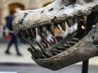Berlin: Natural History Museum Ticket & Audio Tour of Dinos, Earth & Space